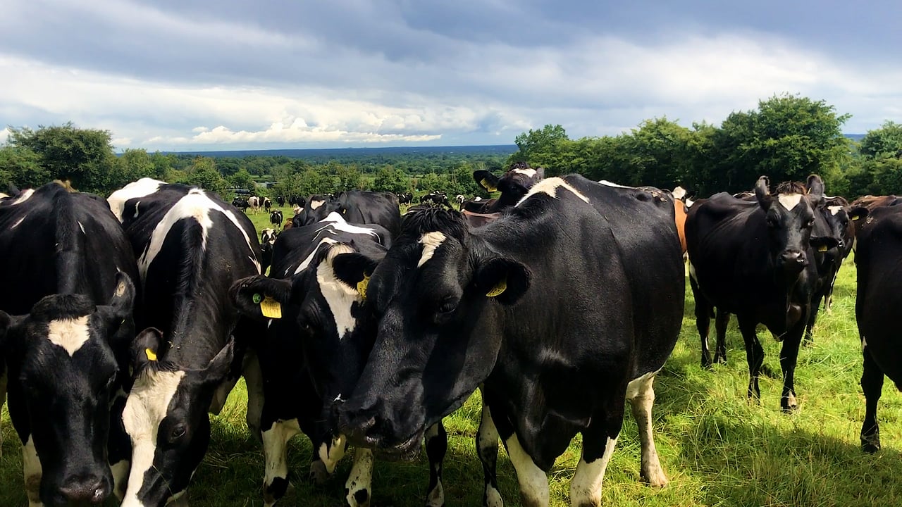 Using dung beetles to manage parasites in Co. Laois