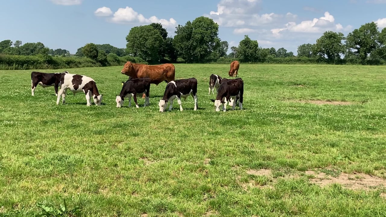 Can clover grazing deliver higher profits from dairy-beef heifer systems?