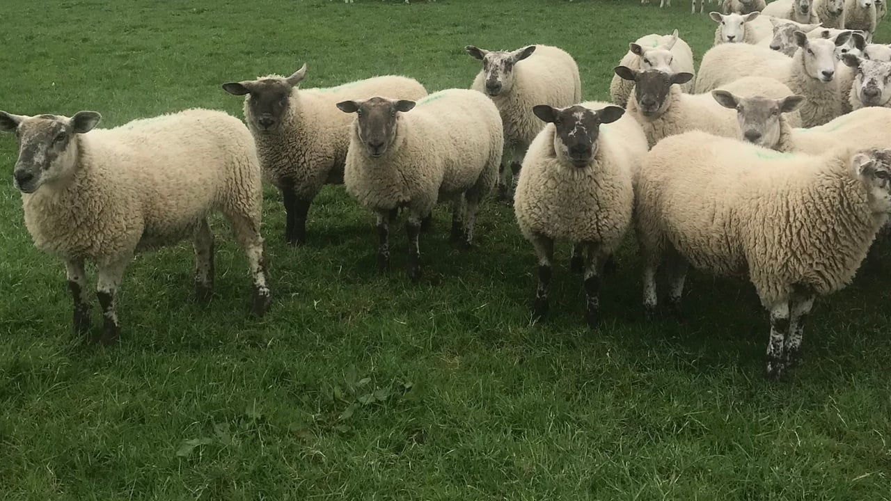 Bord Bia acknowledges 'frustration' with sheepmeat QA