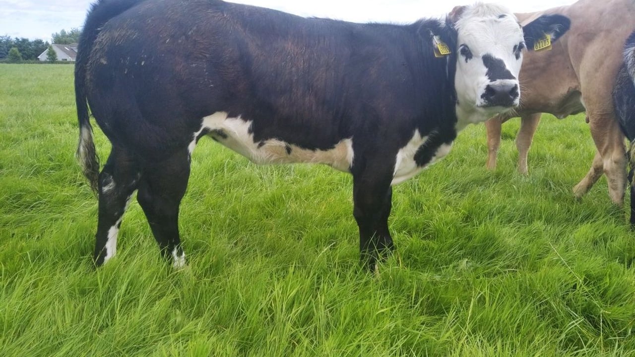 Autumn weanling show and sale set for midlands mart