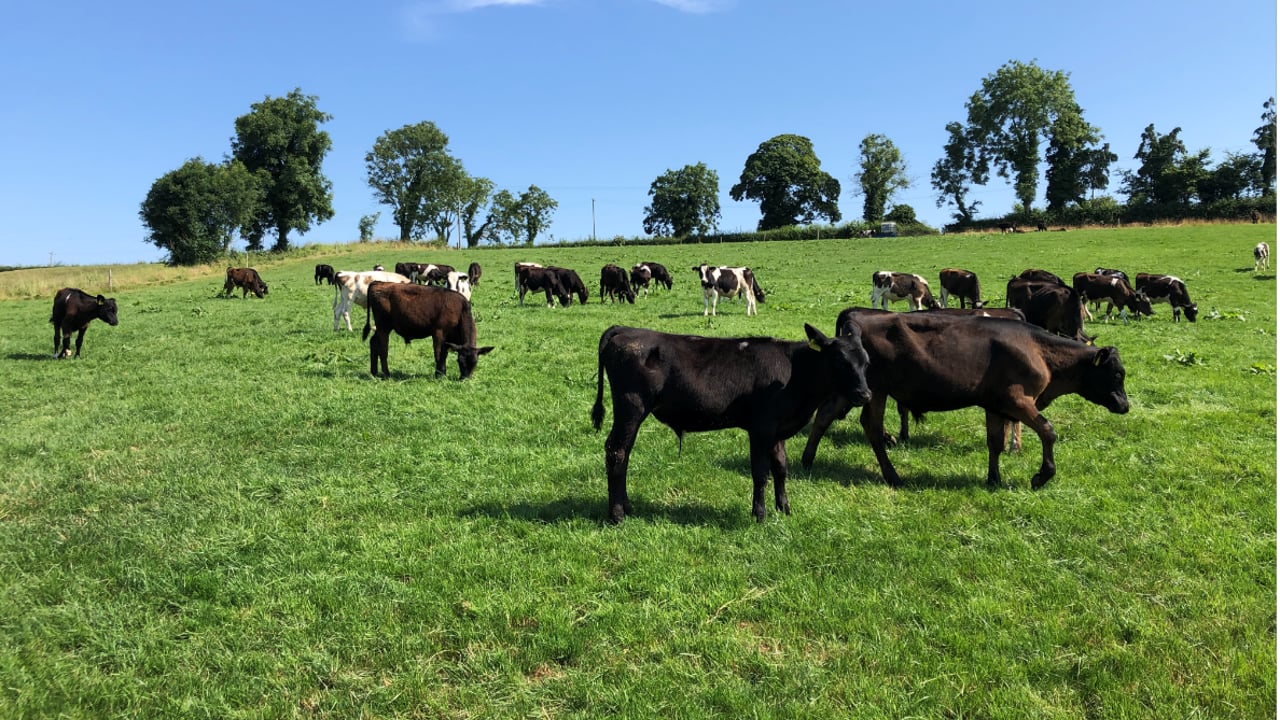 Beef Plan claims Commercial Beef Value tool could be improved