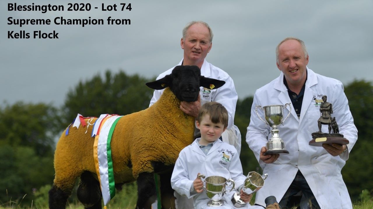 Largest selection of pedigree Suffolk rams in Ireland for upcoming sale