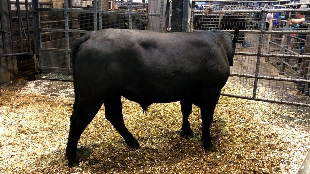 Carnaross Mart July 27th 2021 - Bull Sale