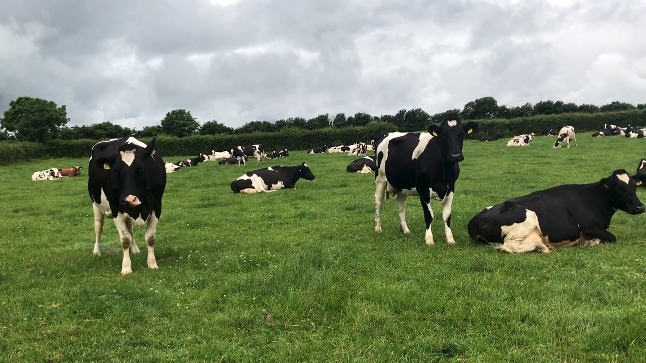 UK govt wants to introduce 'methane suppressants' to farming