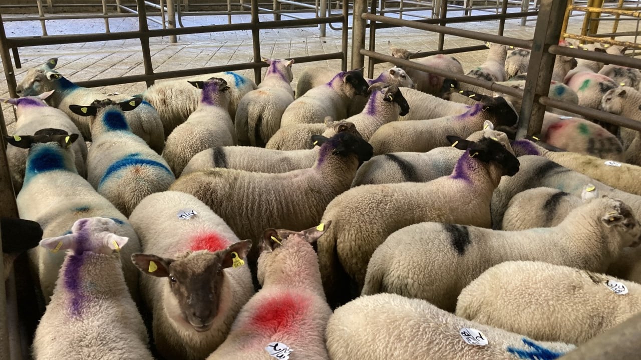 Northern sheep trade: Lamb prices continue to come under pressure