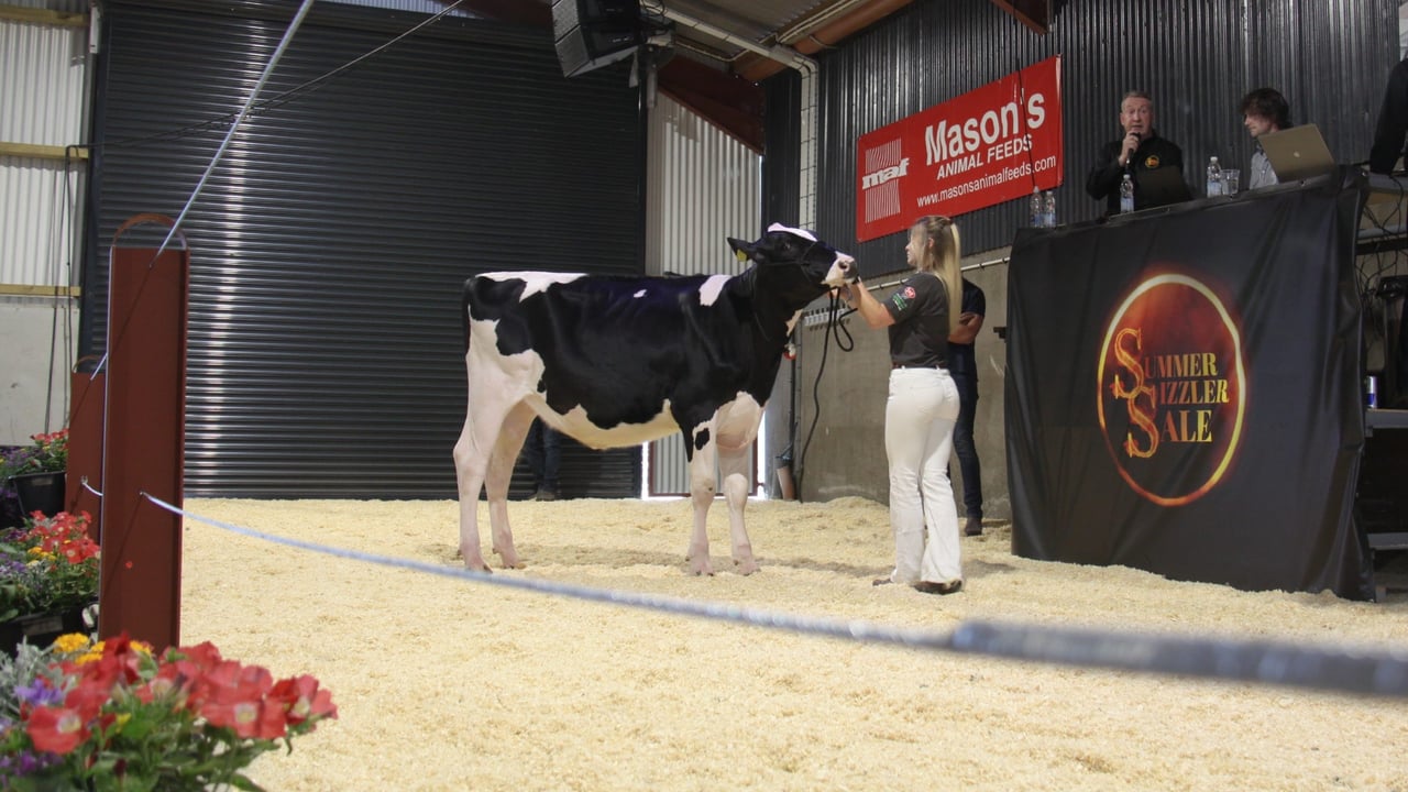 Sizzling top price of 14,000gns at Summer Sizzler