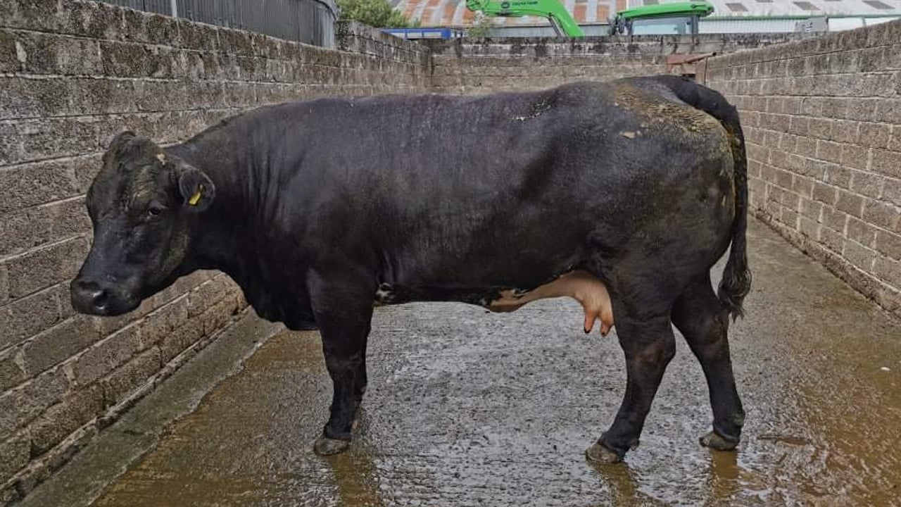 This cow weighing 810kg made €1,800 or €2.22/kg