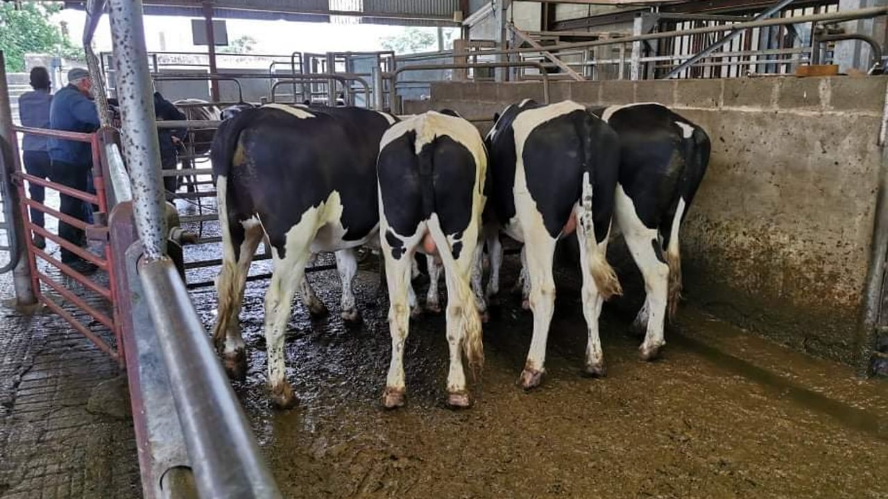 Meath-based firm seeking Friesian bulls over 400kg
