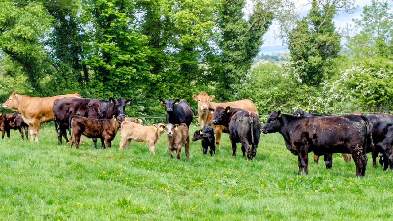 Farm orgs to discuss TB eradication at agri committee meeting