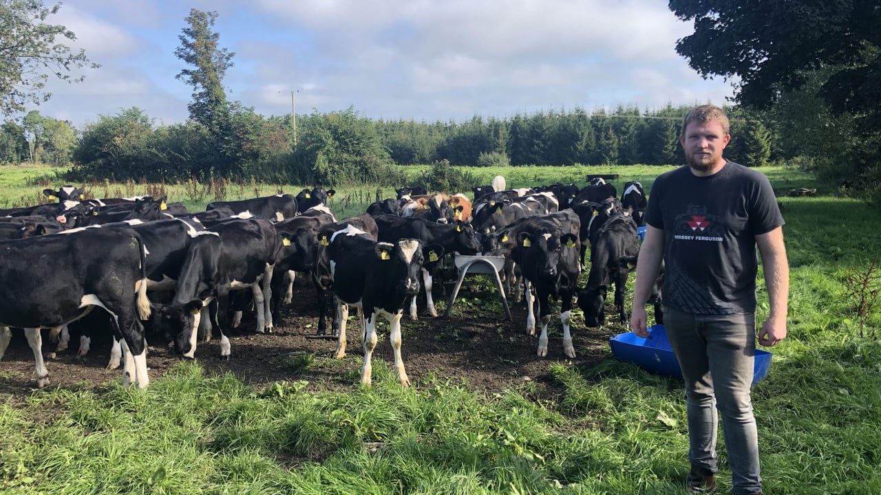 Calf rearing on Farmer Phil's livestock farm