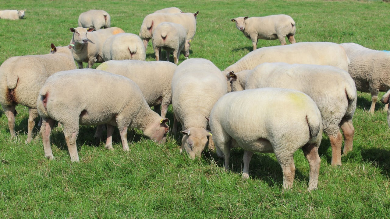Charollais ewes from the Iskeymeadow flock of Richard and Harry Powell running with the ram.
