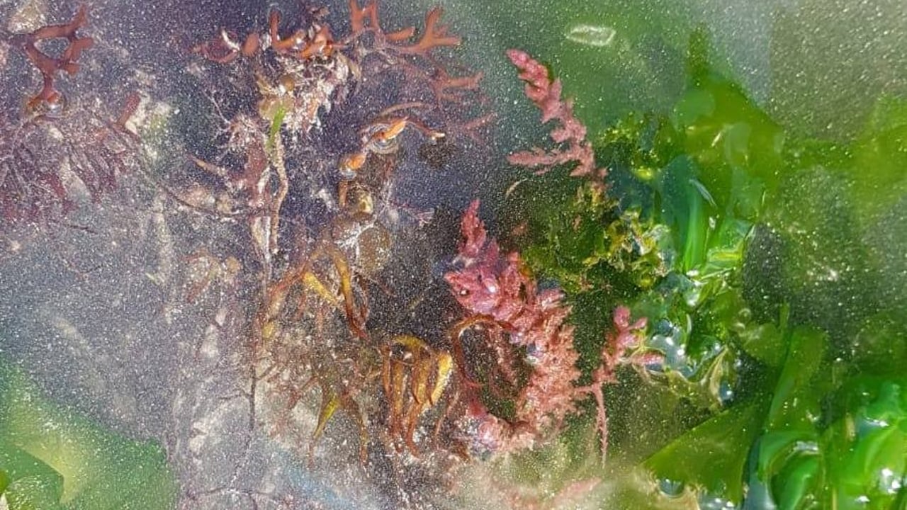 Asparagopsis. Image: Bantry Marine Research Station