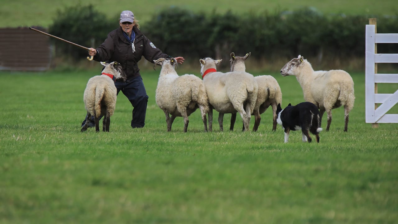Krisztina Rozanich, from Thomastown, Co Kilkenny, with her dog 'Grace' at the Irish Sheepdog Trials in Co. Kerry. Image: Valerie O'Sullivan