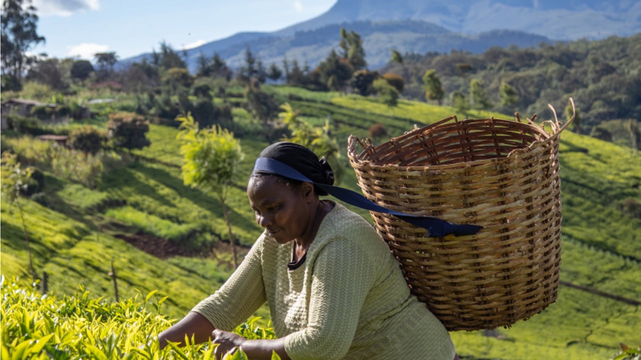 Image source: 2020 Rainforest Alliance Annual Report