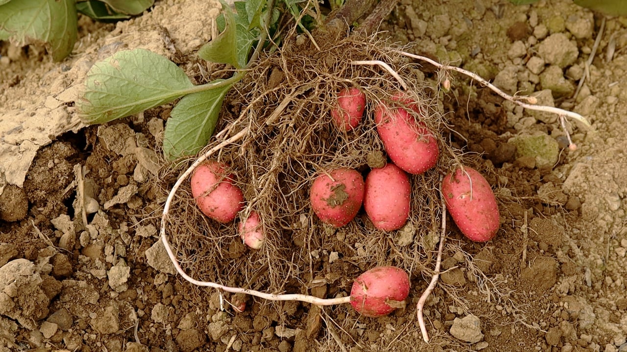 Video: Using tech to transform crop yield on Finnegan’s Farm in Co. Meath