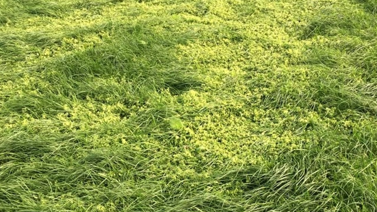 Chickweed can smother grass in new reseeds