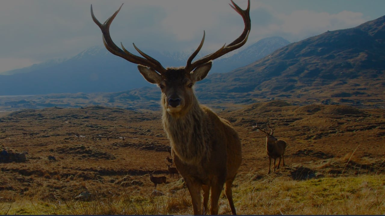 Image source: Wild Deer Association of Ireland