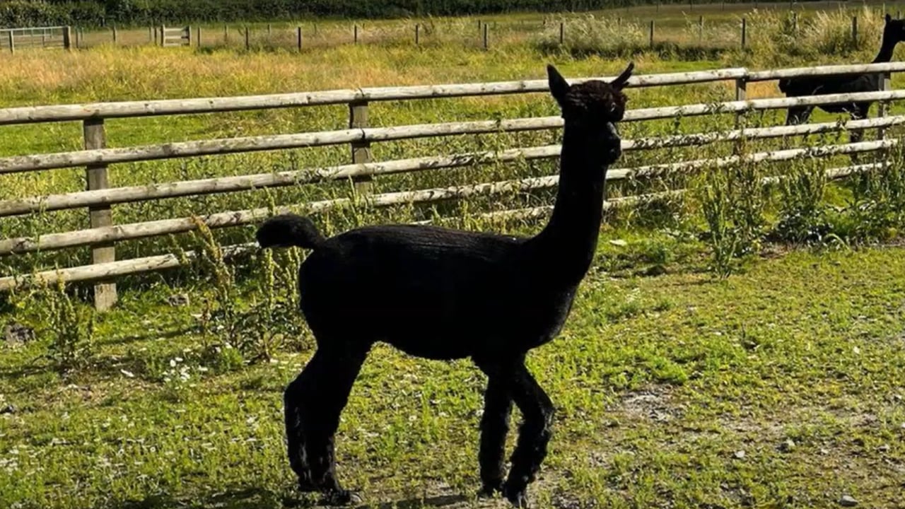 Gloucester TB-positive alpaca destroyed, Defra confirms