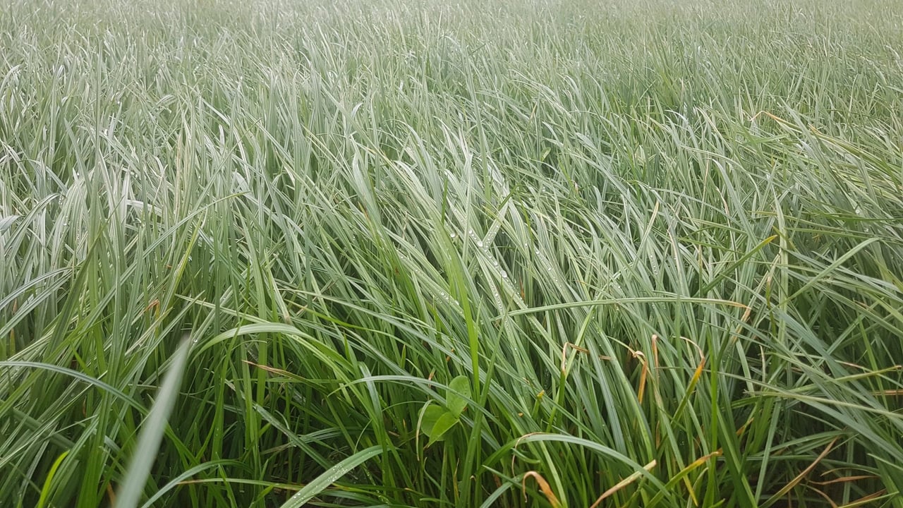 NI grass growth in March below long-term average