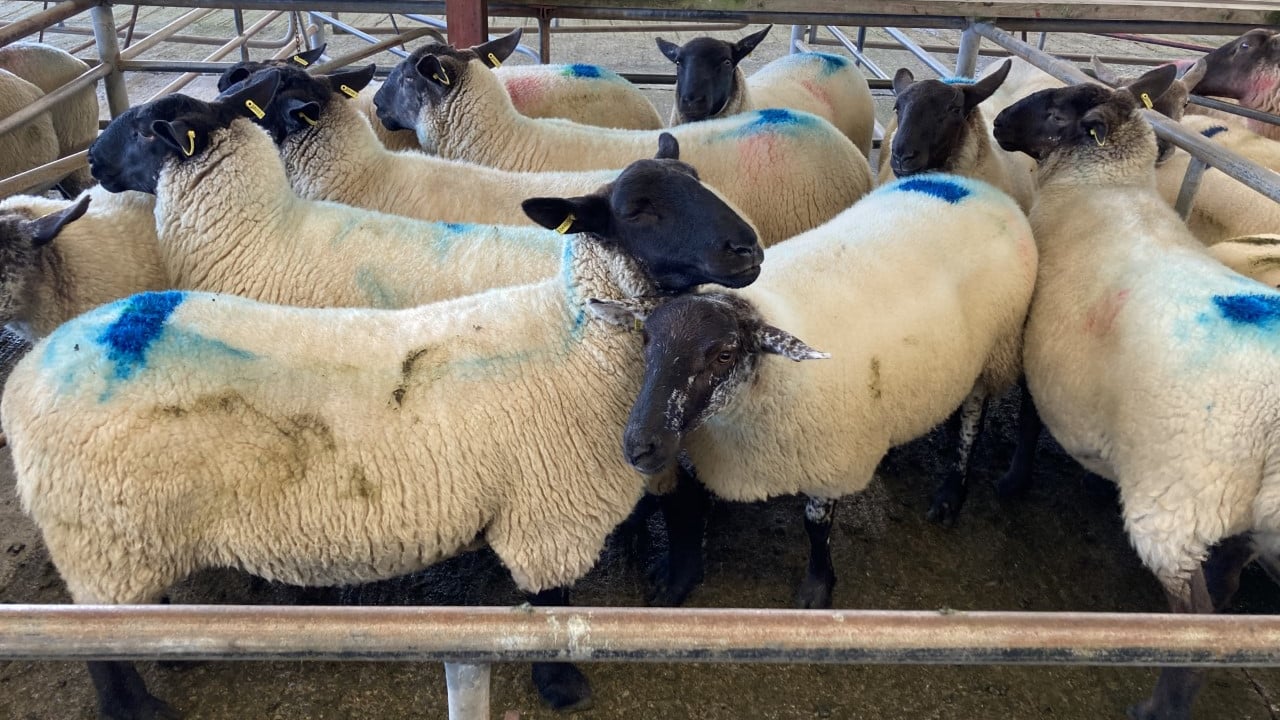Spike in hogget ewe numbers in recent kill figures
