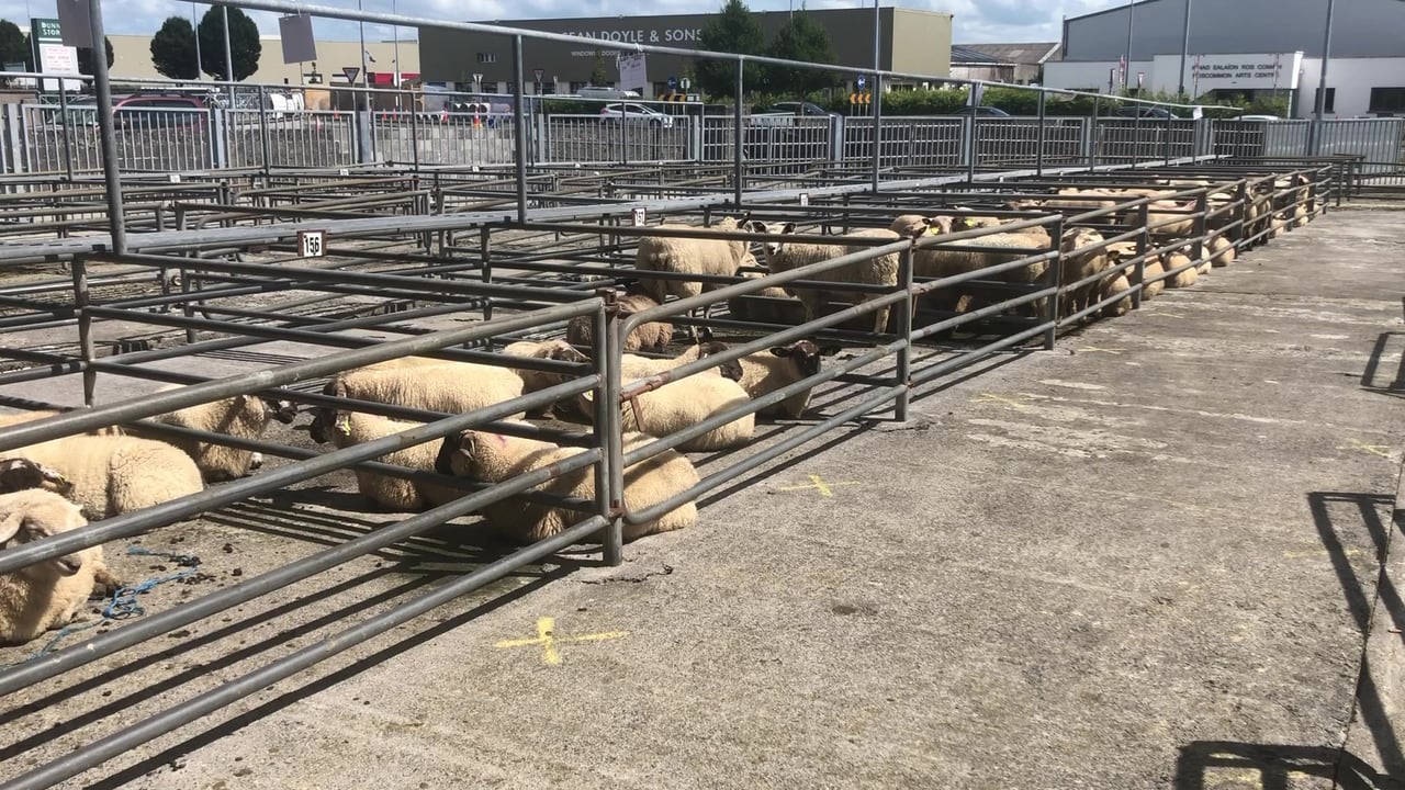 Sheep marts: Improved factory prices filter down into the mart trade