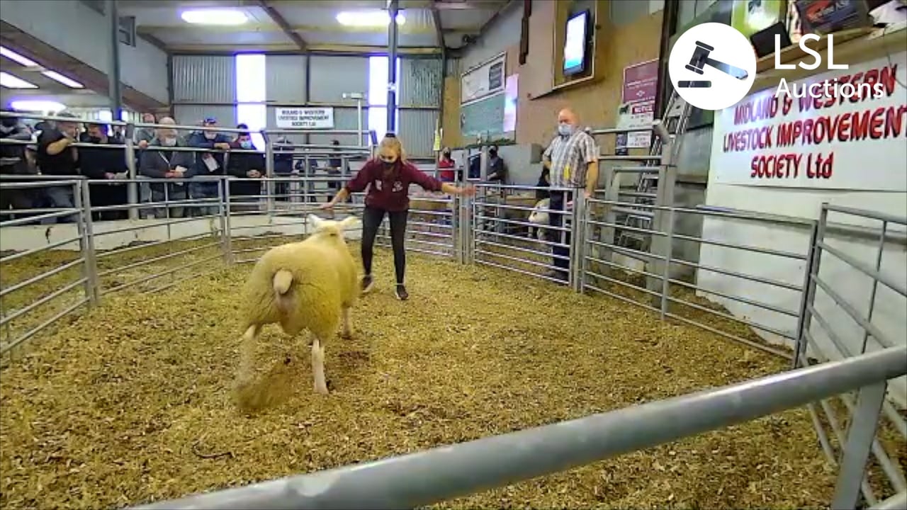The Big Boy Ram Sale sees a Texel ram lamb come out on top at €1,900