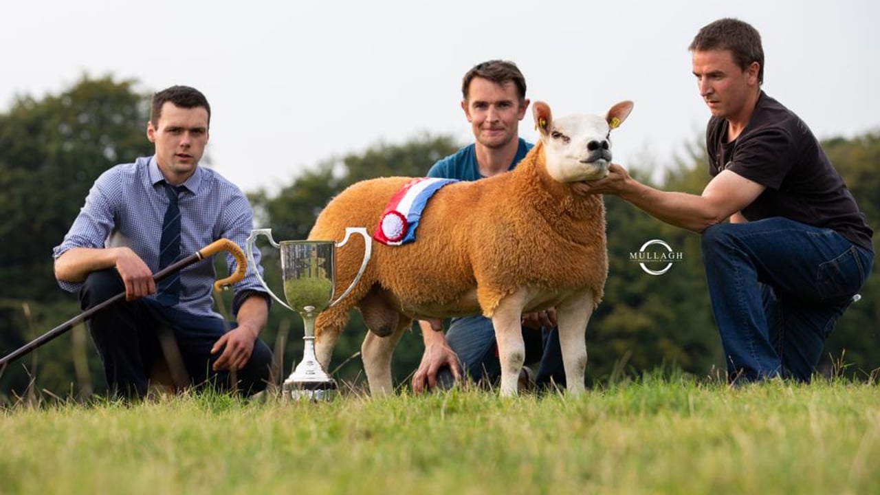 Irish Texel Society set for premier show and sale this Friday and Saturday