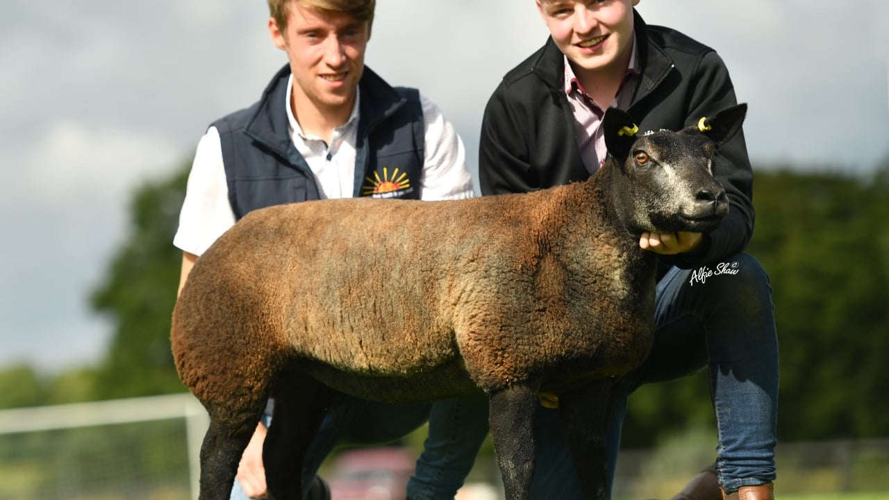 Galway brothers take home the top price at the Irish Blue Texel premier sale