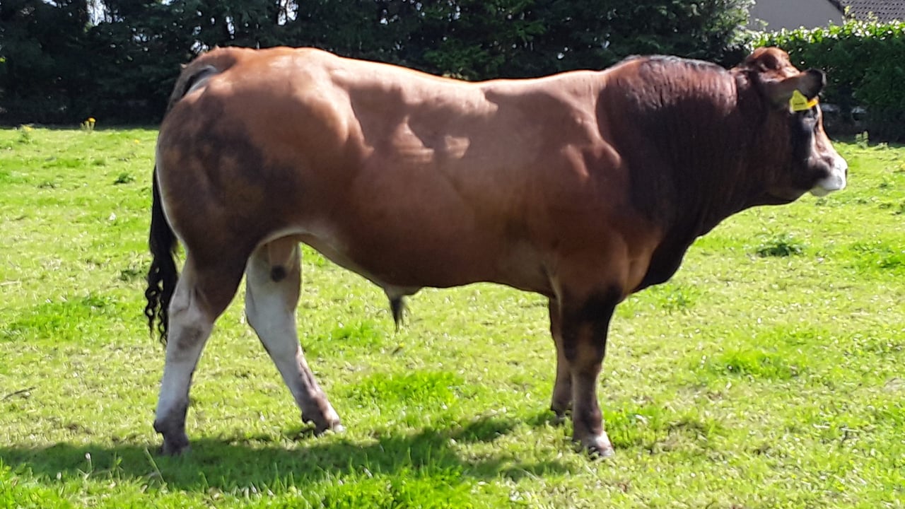 Parthenaise Premier Sale to take place on September 30