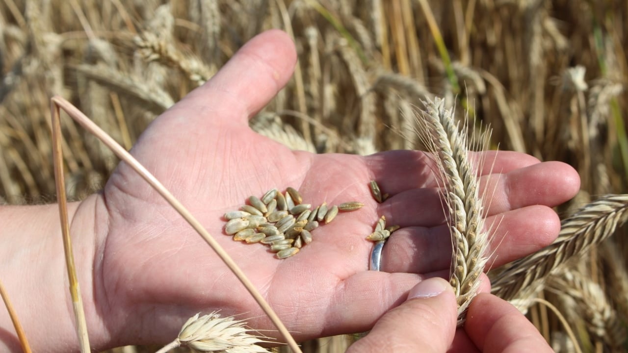 Hybrid rye – a winter cereal option with a bright future