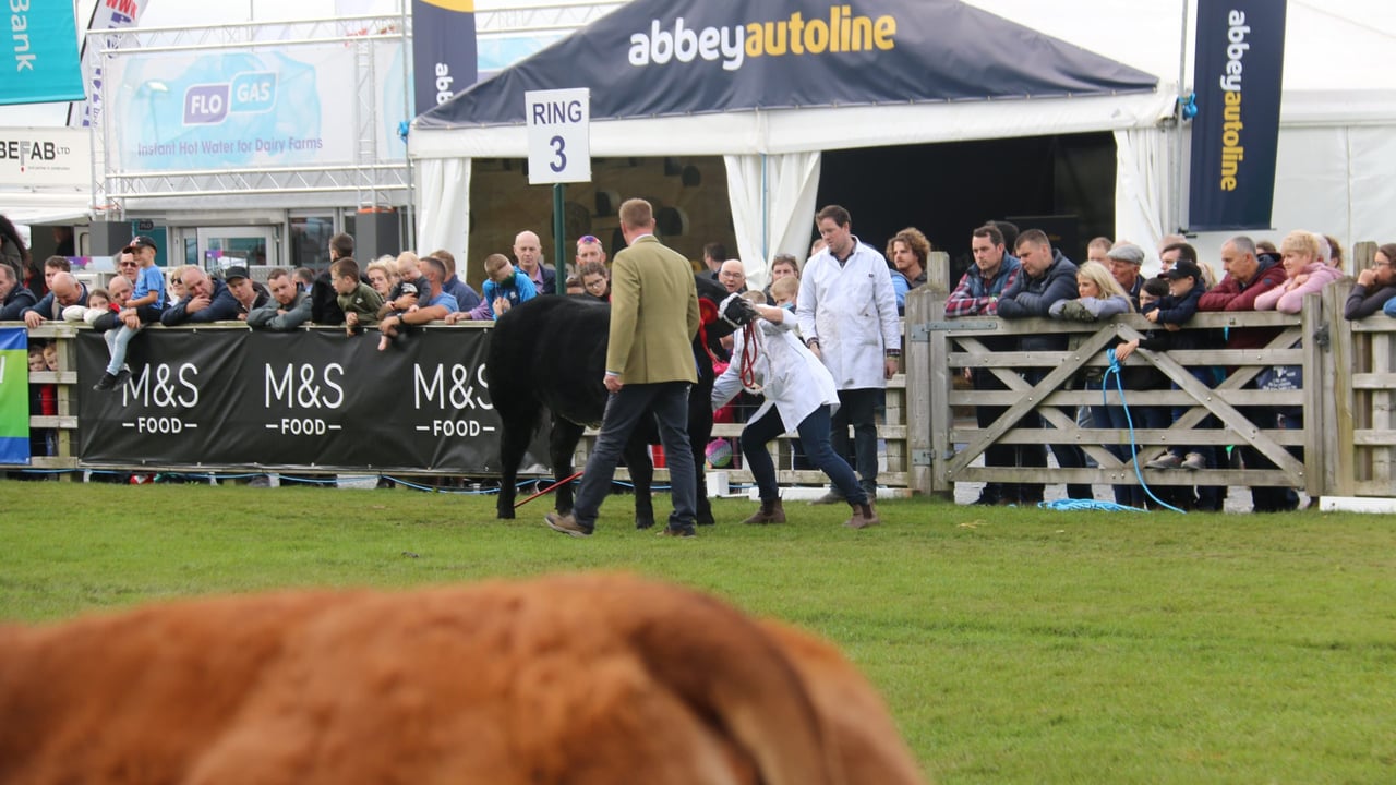Cattle judging at Balmoral Show