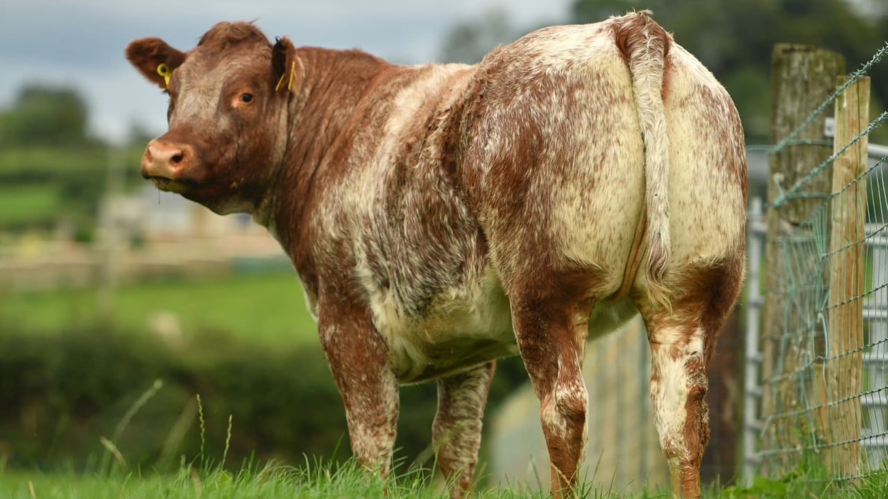 Photo: Alfie Shaw, Agriimages