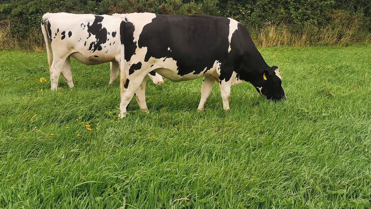 Lot 2