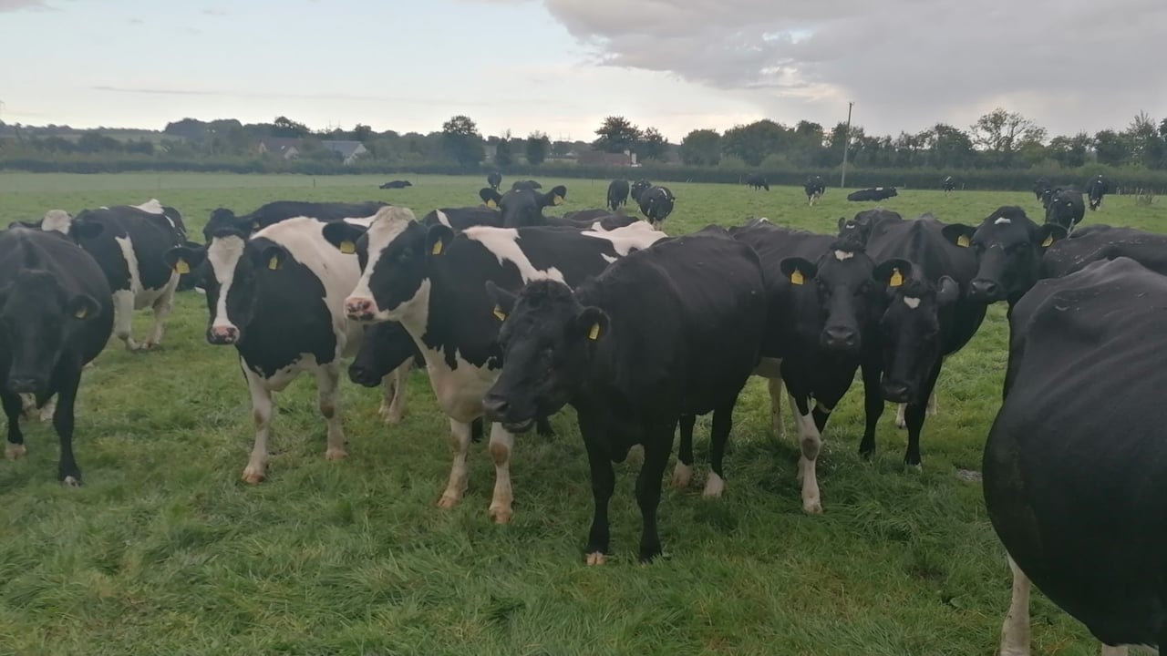 Source: Ballyjamesduff mart 