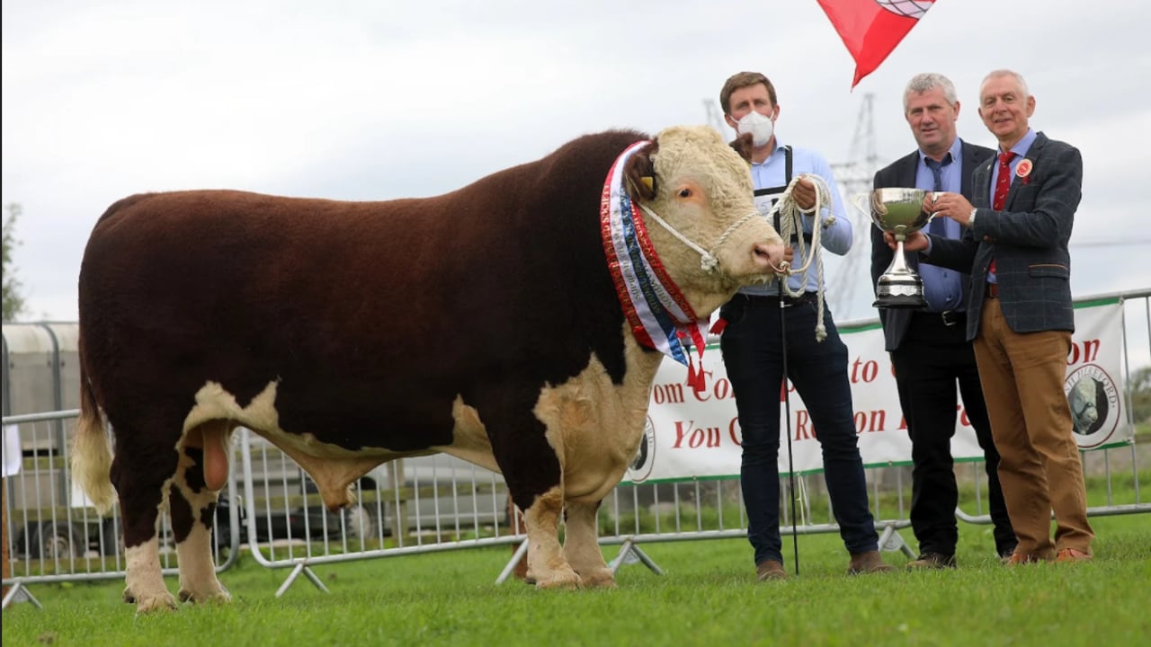 National Pedigree Registered Hereford Supreme Champion