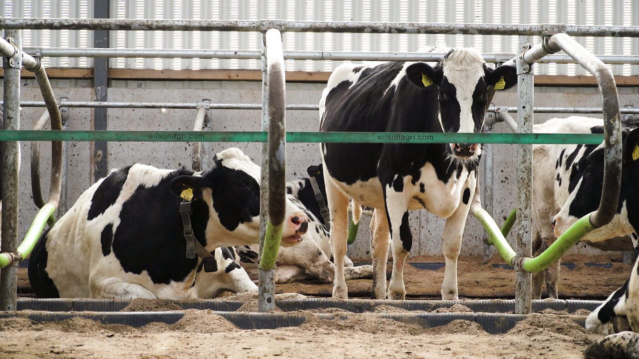 Preventing post-calving subclinical mineral deficiency