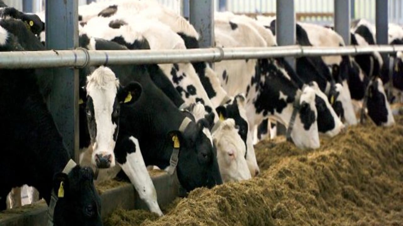 Are your cattle 'vaccine ready' for winter?