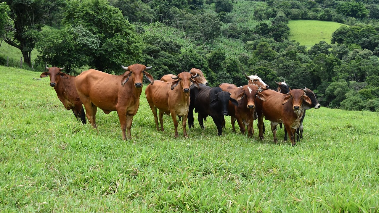 Cattle in Brazil