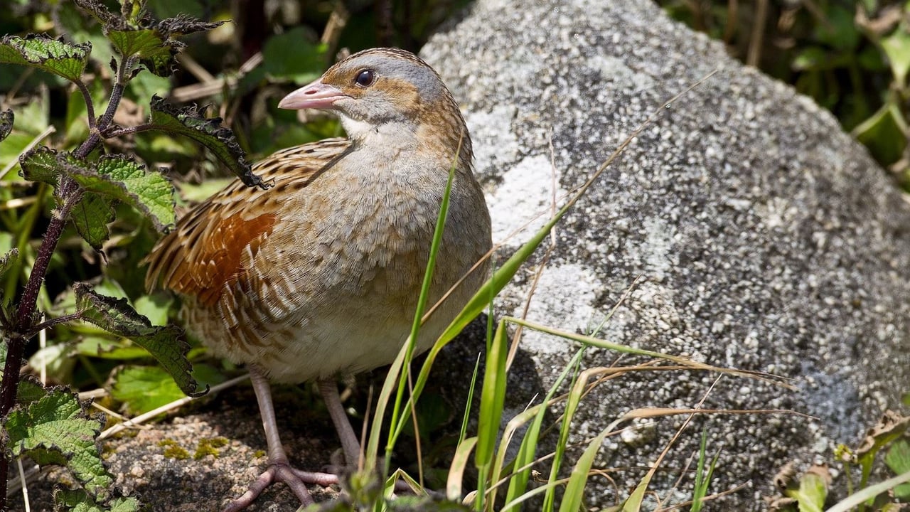 Image: Corncrake LIFE
