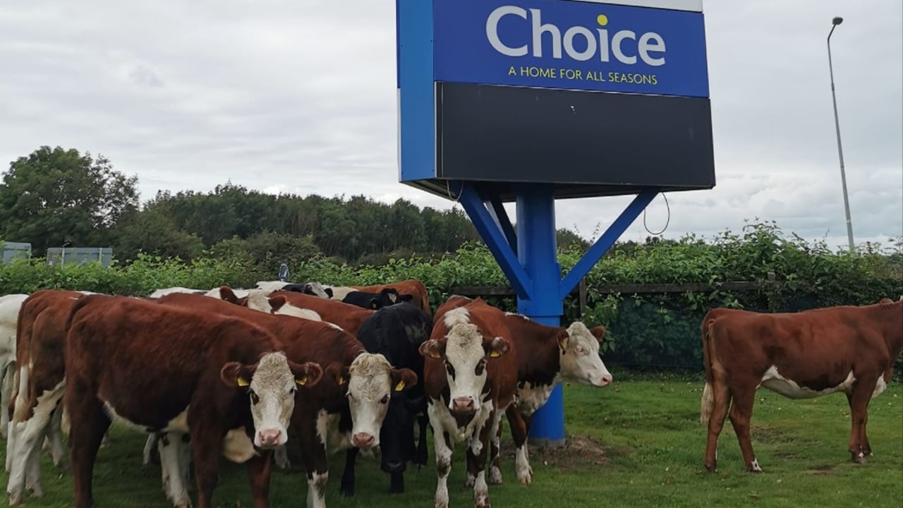 Shoppers corral loose heifers for an hour...in Naas carpark