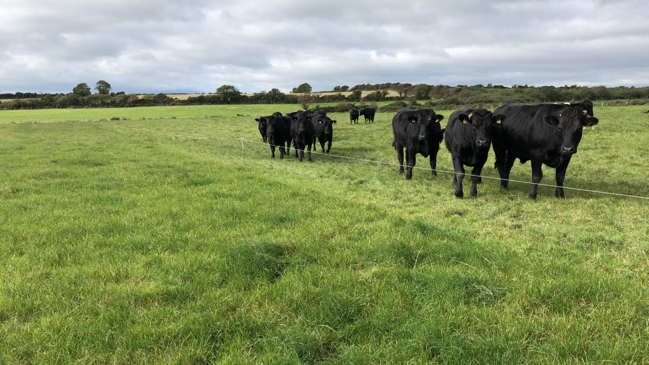 Factory prices described as 'devastating' for beef farmers