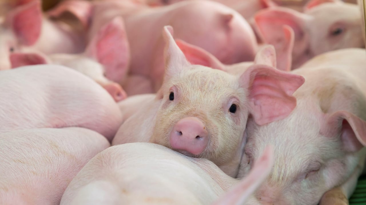 Protecting costs and productivity through vaccination