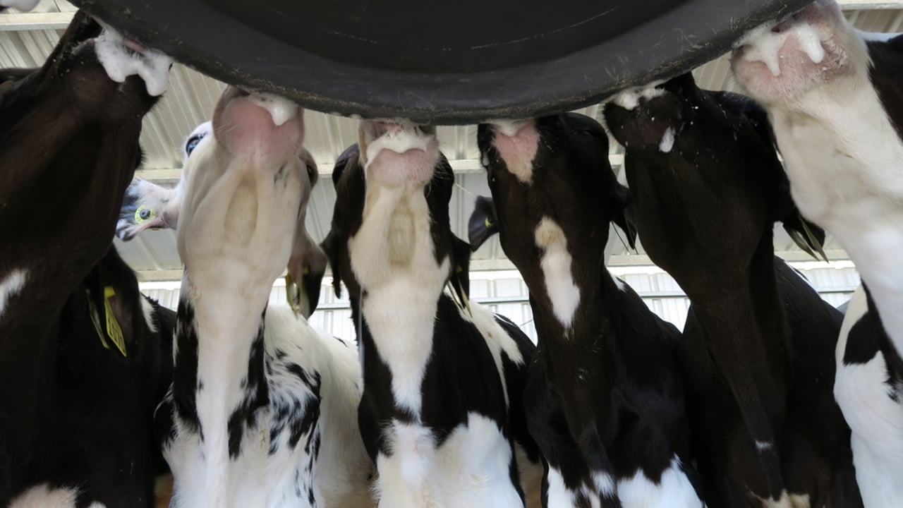 What are the cost benefits of feeding milk replacer vs whole milk