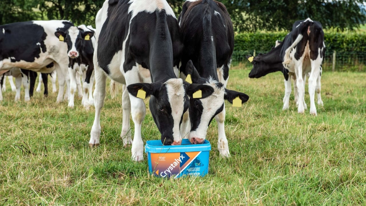 Crystalyx Heifer 730 for growing heifers: Supports gut health and immunity, for improved lifetime performance with a lower carbon footprint