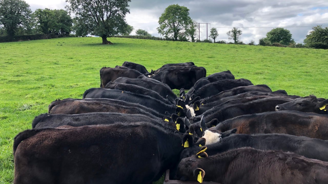 'Calves offer a significant opportunity' - Shalloo