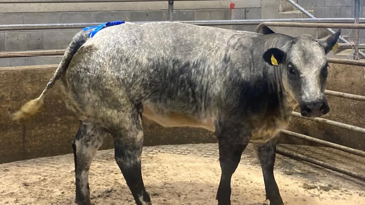 Roan-blue weanling heifers cross €4.56/kg at Carnew Mart
