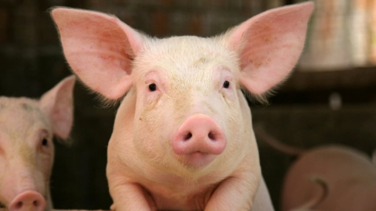 UK-wide review of pig supply chain launched