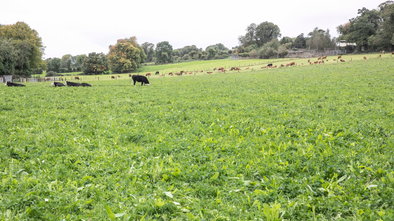 Biomethane could reduce beef farm emissions by 25%