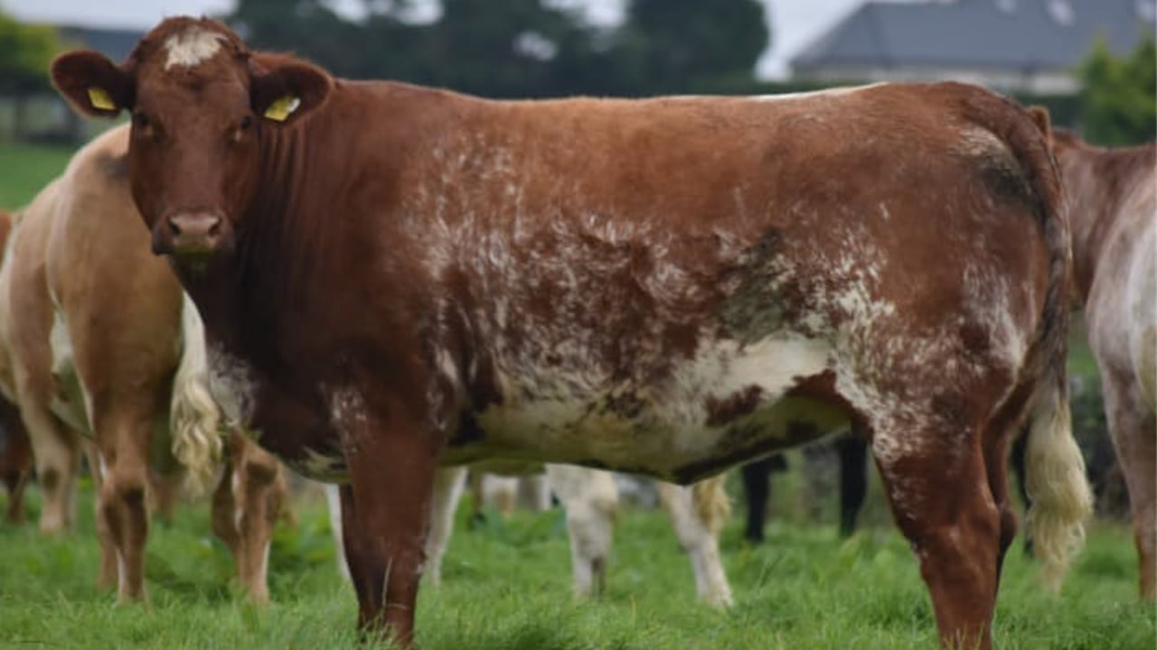 Tuam Mart to host special sale of quality in-calf heifers