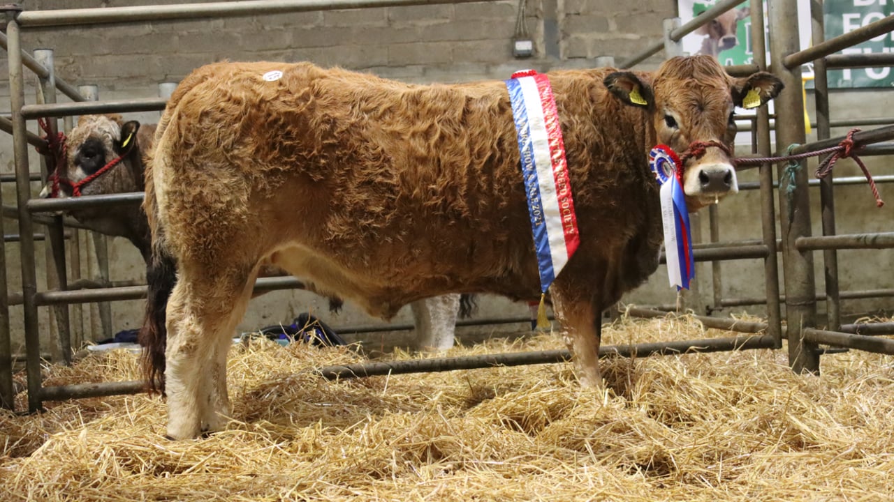 Aubrac Society sale sees in-calf heifer take top price